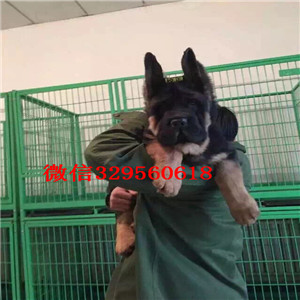 顺义哪里有卖纯种德牧弓背德牧多少钱犬舍繁殖德牧黑背多少钱