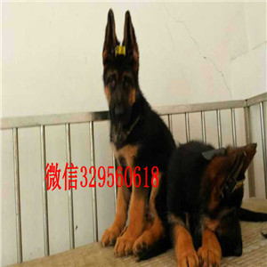 衡阳牧羊犬多少钱赛级德牧多少钱赛级精品德牧