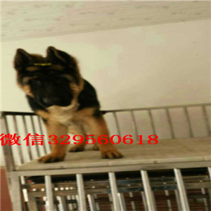 岳阳牧羊犬多少钱赛级德牧多少钱赛级精品德牧健康大头锤系德国牧羊犬