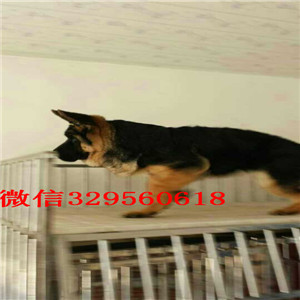 九江德国牧羊犬多少钱哪里有卖德国牧羊犬疫苗