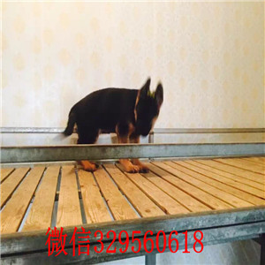南昌哪里有卖牧羊犬 南昌德国牧羊犬多少钱 弓背锤系大头德牧