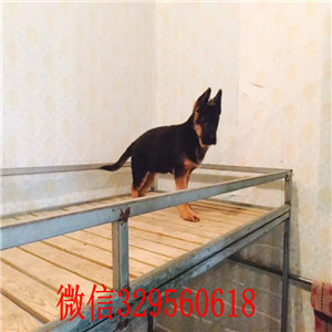 福州哪里有德牧犬出售 纯种德国牧羊犬多少钱一只