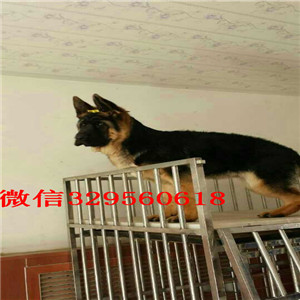 牡丹江德国牧羊犬多少钱一只 纯种德牧 德国牧