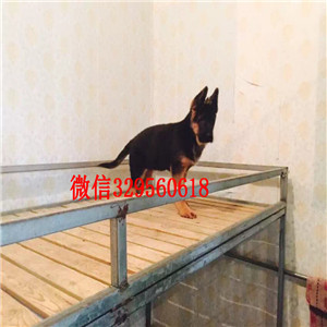 深圳哪里出售德牧 纯种德牧多少钱