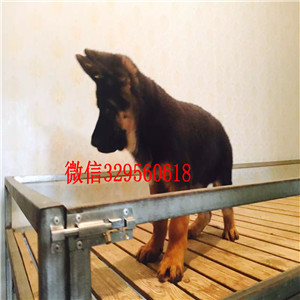 牡丹江德国牧羊犬多少钱一只 纯种德牧 德国牧羊犬价格
