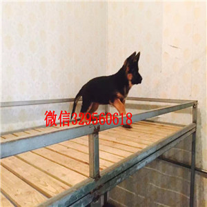 深圳哪里出售德牧 纯种德牧多少钱