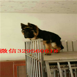 牡丹江德国牧羊犬多少钱一只 纯种德牧 德国牧羊犬价格