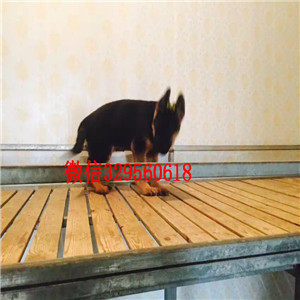 深圳哪里出售德牧 纯种德牧多少钱