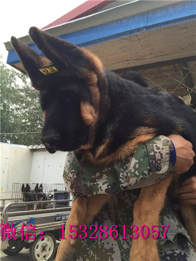南昌哪里有卖德国牧羊犬 纯种弓背德牧多少钱 赛级锤系德牧幼犬图片