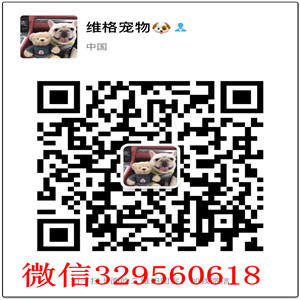 包头出售弓背纯种德国牧羊犬，精品锤系德国牧羊