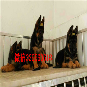  福州哪里能买到纯种德国牧羊犬 福州哪里有卖纯种德国牧羊犬多少钱