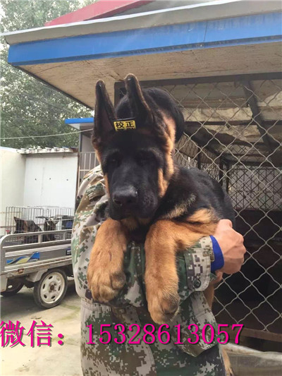 十堰哪里能买到纯种德牧德国牧羊犬价格弓背德
