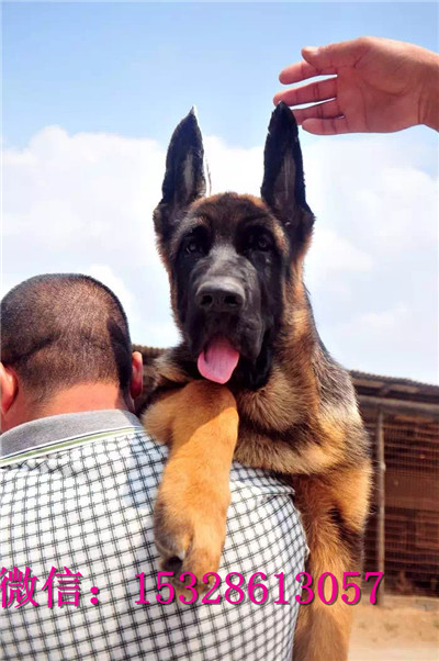 南昌哪里有卖德国牧羊犬 纯种弓背德牧多少钱 赛级锤系德牧幼犬图片