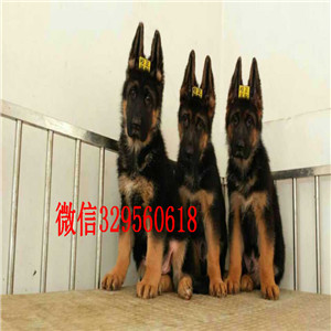  福州哪里能买到纯种德国牧羊犬 福州哪里有卖纯种德国牧羊犬多少钱
