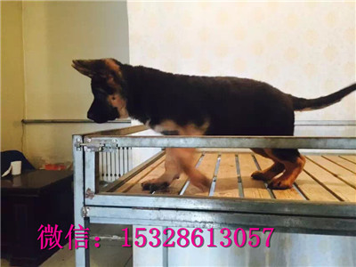 沈阳哪里的德牧便宜双血统德国牧羊犬价格雷神直系德牧幼犬正宗德牧幼犬