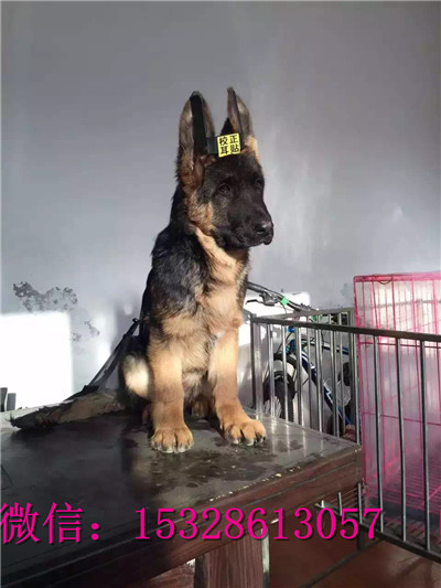 长治哪里有卖德国牧羊犬纯种德牧多少钱弓背德