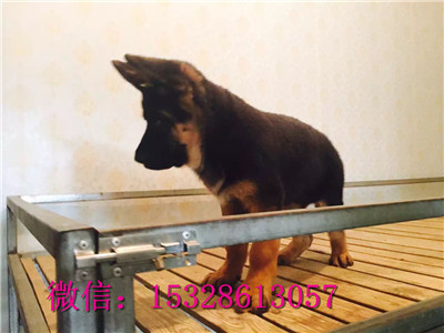 西安哪里有卖德国牧羊犬 纯种弓背德牧多少钱 