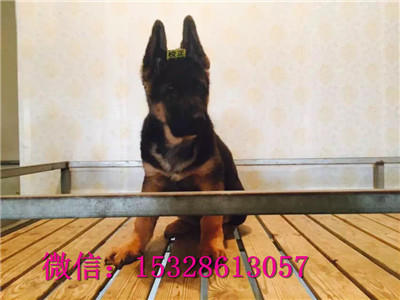 苏州哪里有卖德国牧羊犬赛级德牧多少钱锤系德