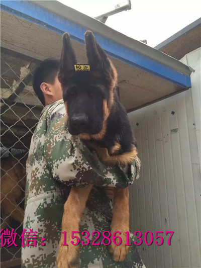 南昌哪里有卖德国牧羊犬 纯种弓背德牧多少钱 赛级锤系德牧幼犬图片