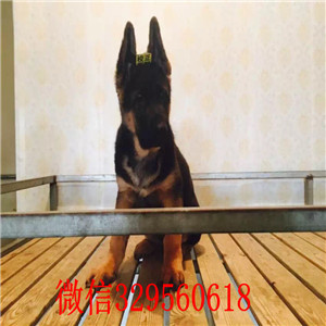 深圳哪里卖德国牧羊犬  德牧多少钱一只  弓背锤系德牧犬