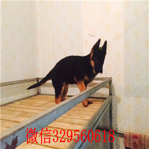 济南精品德国牧羊犬出售 血统纯正 威武霸气