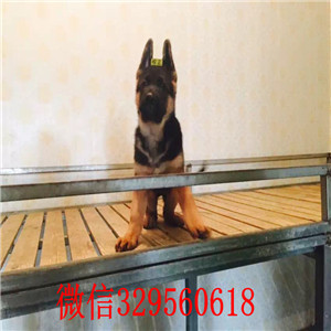 ?？诤诒车履劣兹?骨架大品相好,纯种健康公母多只挑