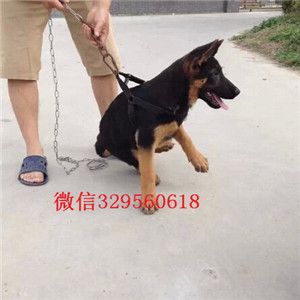 防城港锤系德牧 黑背德牧多少钱一只 防城港
