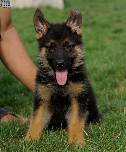 泸西县买狗 泸西县哪里买德牧比较好