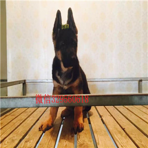   河南焦作德牧幼犬出售 弓背德国牧羊犬出售 