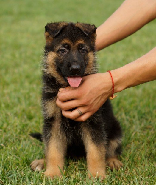泸西县买狗 泸西县哪里买德牧比较好