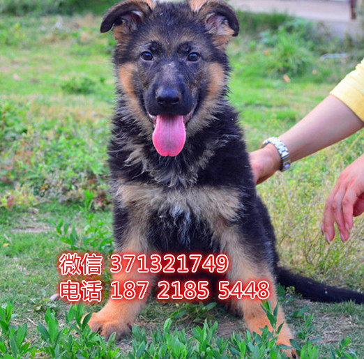 德牧出售 济南犬舍本地德国牧羊犬幼犬 健康保