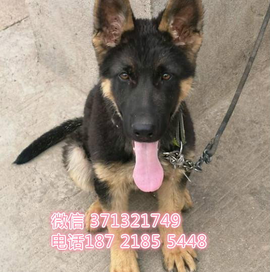 德牧出售幼犬，德国牧羊犬狗狗，西安犬舍出售