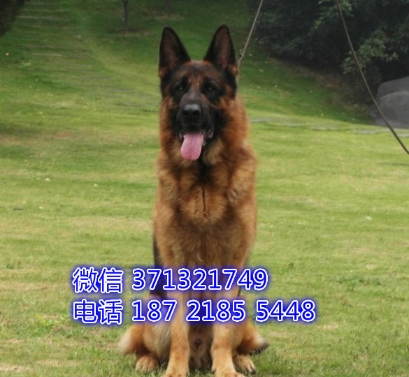 德国牧羊犬出售，纯种幼犬，沈阳犬舍繁殖 重庆哪