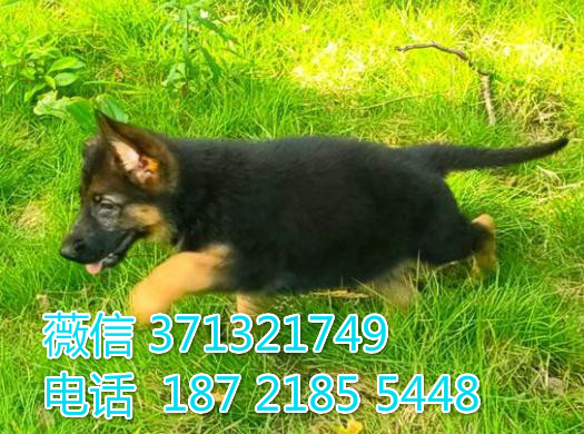 德国出售纯种幼犬，苏州犬舍，苏州哪里有卖狗狗