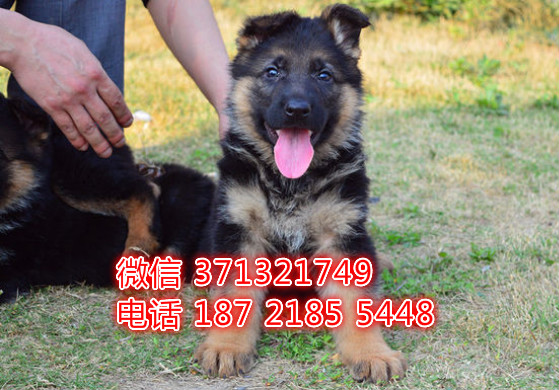 德牧出售 济南犬舍本地德国牧羊犬幼犬 健康保障