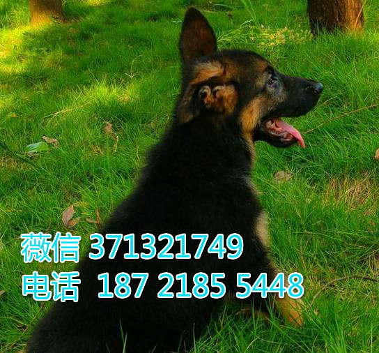 德国出售纯种幼犬，苏州犬舍，苏州哪里有卖狗狗