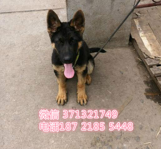 德牧出售幼犬，德国牧羊犬狗狗，西安犬舍出售