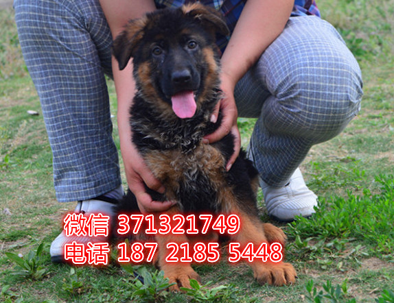 德牧出售 济南犬舍本地德国牧羊犬幼犬 健康保障