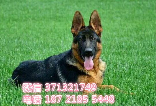 德牧出售纯种，疫苗做好南昌犬舍繁殖德牧 全国可发货