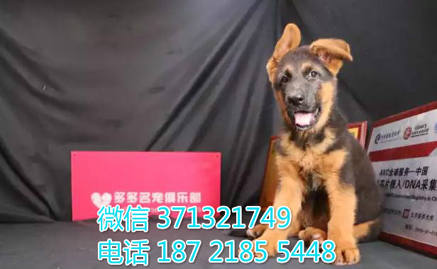 德牧出售 南宁犬舍本地德国牧羊犬幼犬 健康保