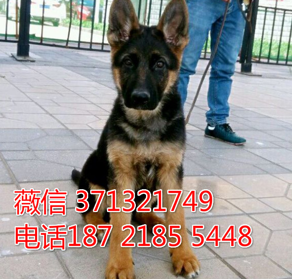 德牧出售 ?？谌岜镜氐鹿裂蛉兹?健康保