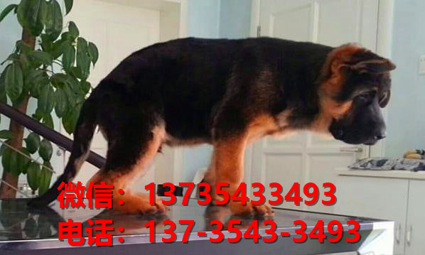 厦门宠物狗犬舍转让纯种德牧幼犬 网上买狗卖狗信息哪里有领养