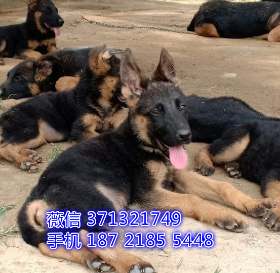 ?？谌?德牧犬出售纯种幼犬 海口本地特价可以上门选