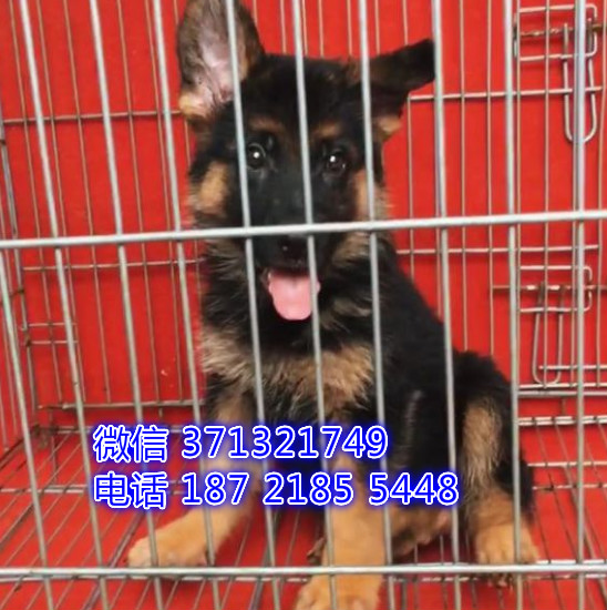 德牧出售一窝了呢很聪明健康短毛 苏州犬舍出售