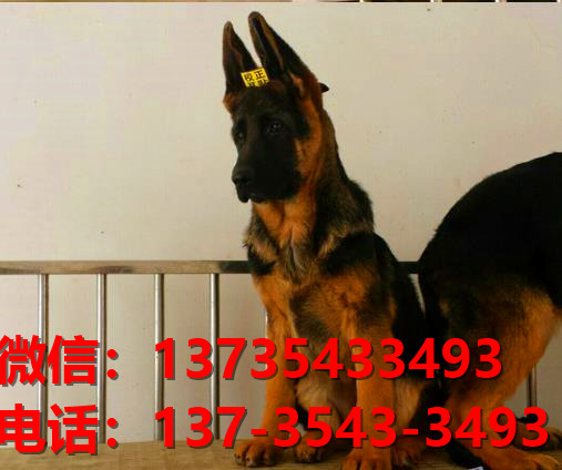 西双版纳宠物狗犬舍 出售纯种德牧幼犬 宠物狗网站哪里有卖狗买狗领养