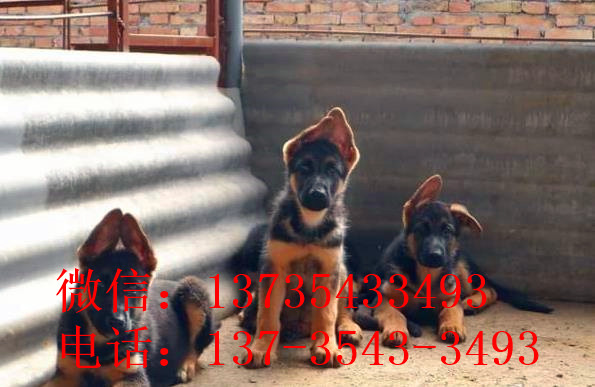 厦门宠物狗狗犬舍出售纯种德牧幼犬狗市场在哪 大型犬好不好养