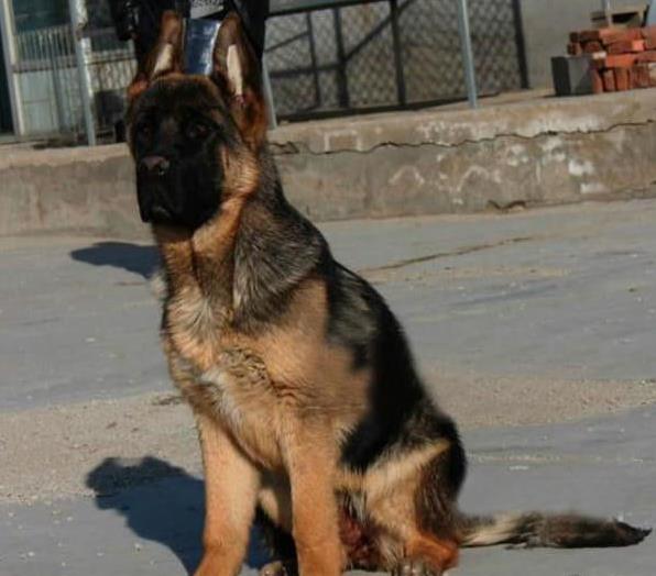 济南宠物狗狗犬舍出售纯种德牧幼犬狗市场在哪