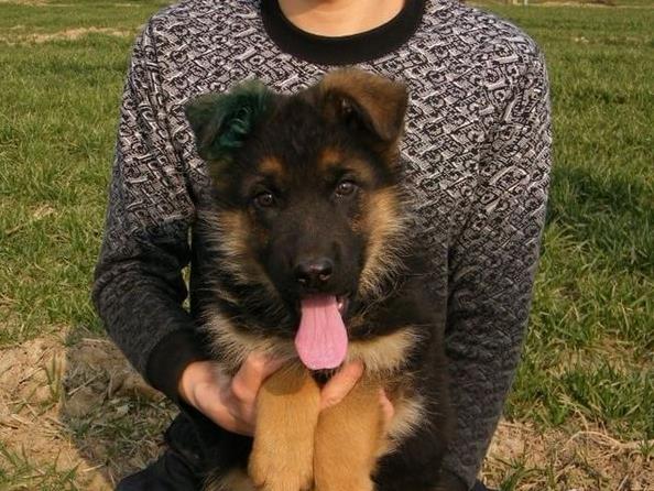 苏州宠物狗狗出售纯种德牧幼犬领养犬舍