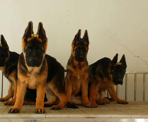 绍兴犬舍直销宠物狗狗 狗市场在哪 买狗卖狗