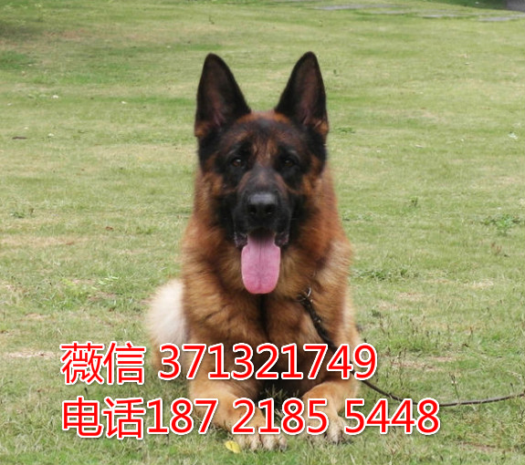 南宁犬舍 德牧特价宠物狗狗 南宁狗场繁殖 小型犬大型犬